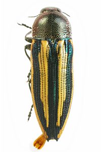 Castiarina vittata, PL0435, male, MU, 11.3 × 3.5 mm